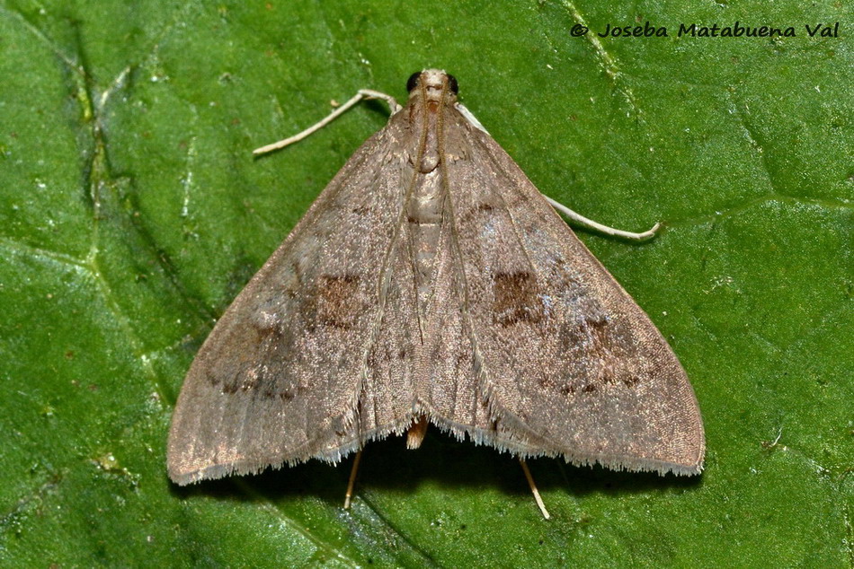 Eteroceri del mese di aprile, dal confino